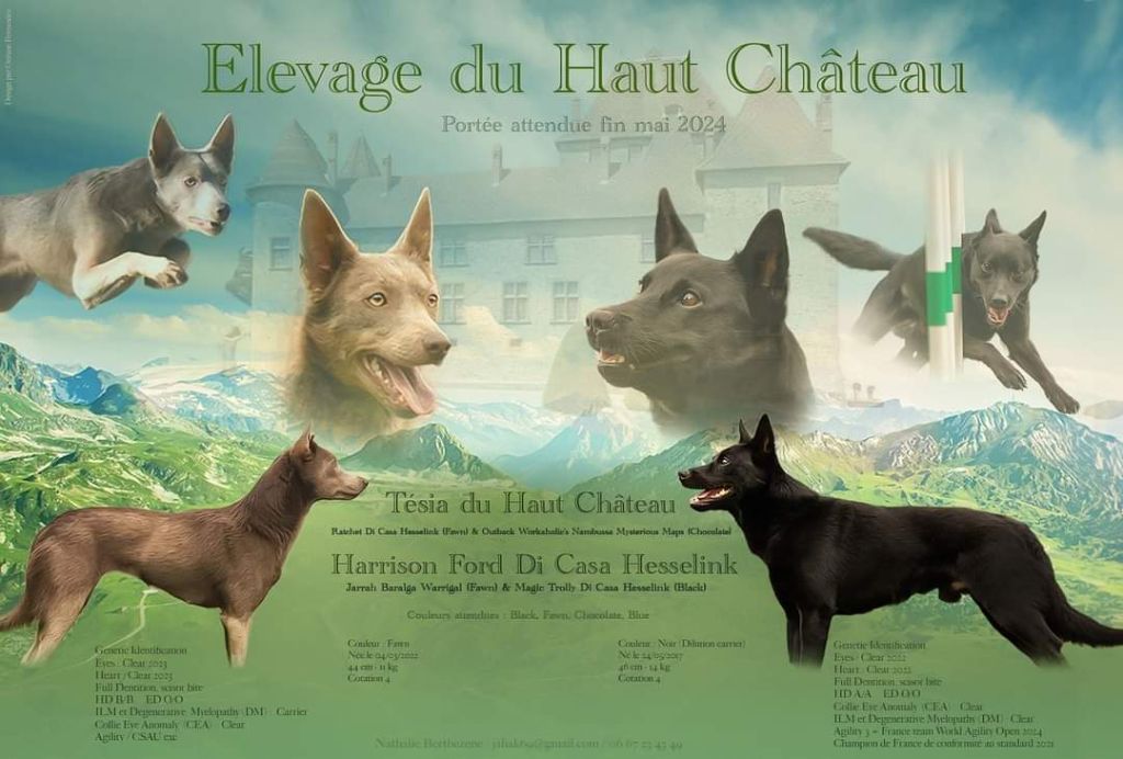 chiot Australian Kelpie Du Haut Château